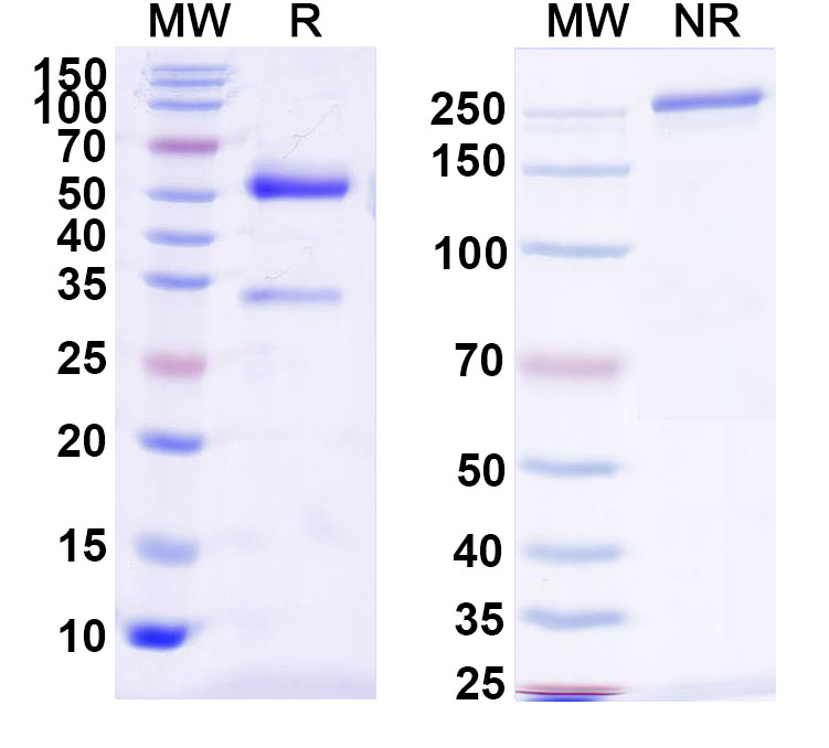SDS-PAGE for InVivoMAb Anti-aPC/Activated protein C Antibody (C717)
