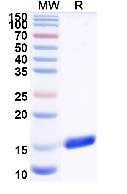 SDS-PAGE for InVivoMAb Anti-Campylobacter jejuni subsp. wlaB/pglK VHH (Iv0202)