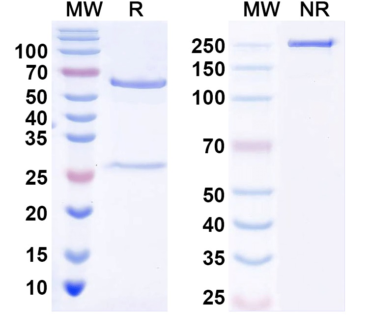 SDS-PAGE for InVivoMAb Anti-Cat IL31 Antibody (Iv0212)