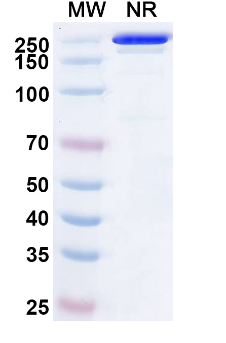 SDS-PAGE for InVivoMAb Anti-Chikungunya Virus/CHIKV VLP Antibody (m242)