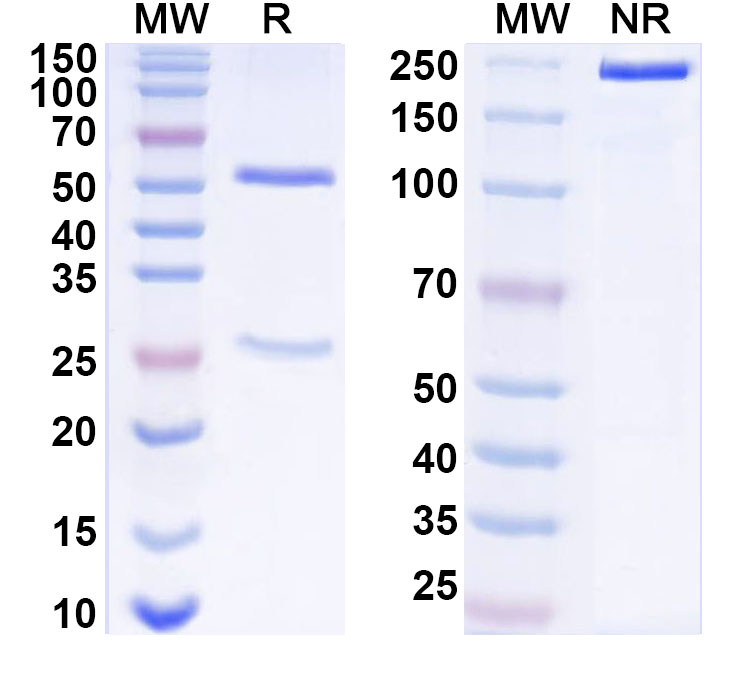 SDS-PAGE for InVivoMAb Anti-Clostridioides difficile Toxin A/tcdA Antibody (PA50)