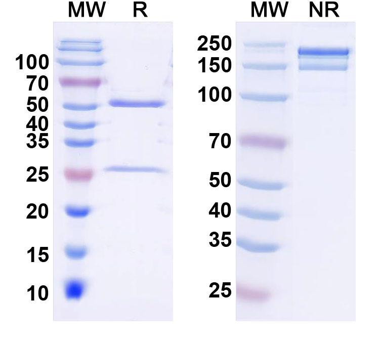 SDS-PAGE for InVivoMAb Anti-Clostridioides difficile Toxin B/tcdB Antibody (CDB-1)