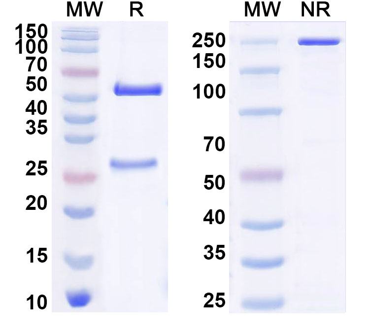 SDS-PAGE for InVivoMAb Anti-Clostridium botulinum botA/BoNT Antibody (BNTA-4.1)