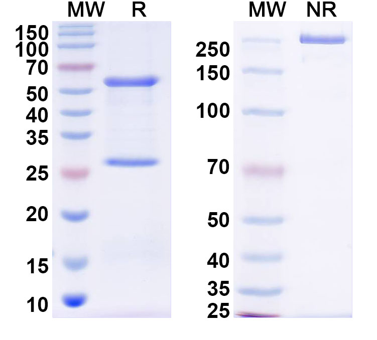 SDS-PAGE for InVivoMAb Anti-DENV2 Protein prM/prM Antibody (2H2)