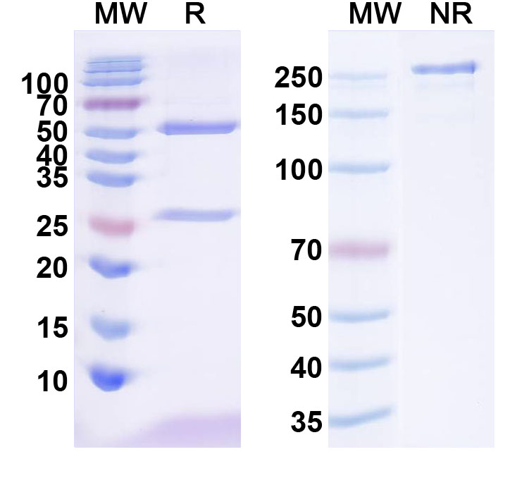SDS-PAGE for InVivoMAb Anti-Dog CD52 Antibody (Iv0176)