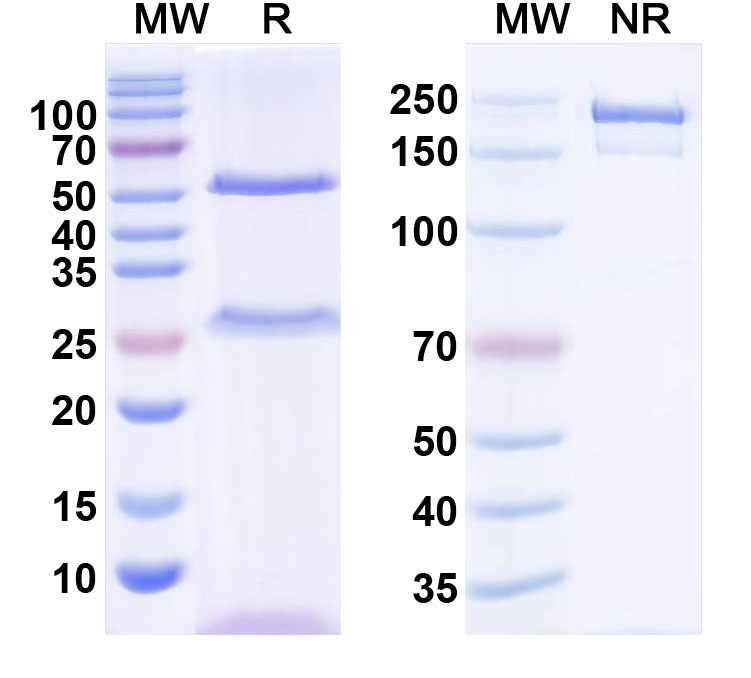 SDS-PAGE for InVivoMAb Anti-Dog NGF/Beta-NGF Antibody (Iv0216)