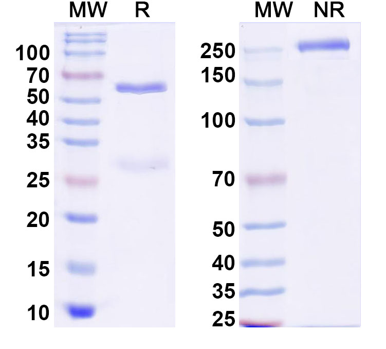 SDS-PAGE for InVivoMAb Anti-Dog TGFB1/TGF-beta-1 Antibody (Iv0215)