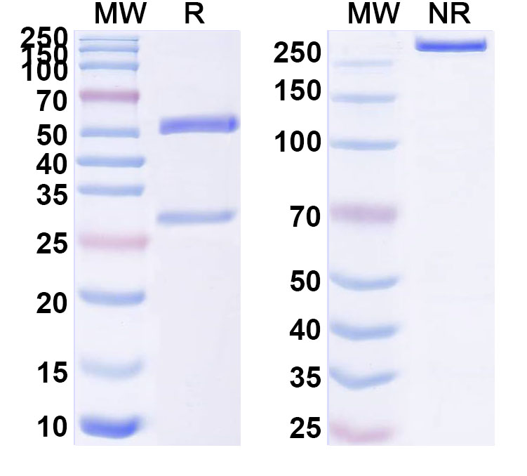 SDS-PAGE for InVivoMAb Anti-Escherichia coli FedF Antibody (F9)