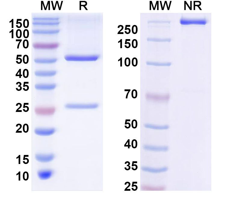 SDS-PAGE for InVivoMAb Anti-Escherichia coli shiga toxin type 2/stx2A Antibody (11E10#)