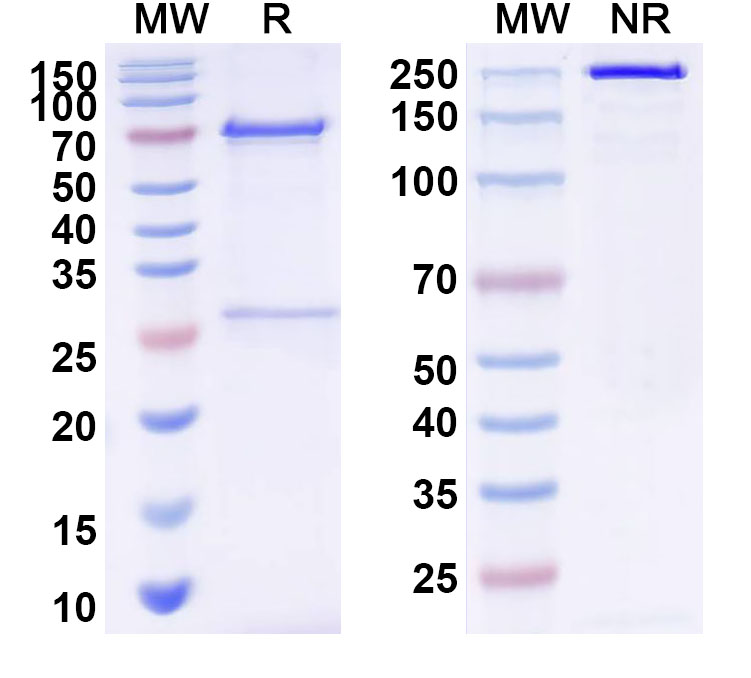 SDS-PAGE for InVivoMAb Anti-HAdV-3 L3/CP-H/Protein II Antibody (Iv0220)