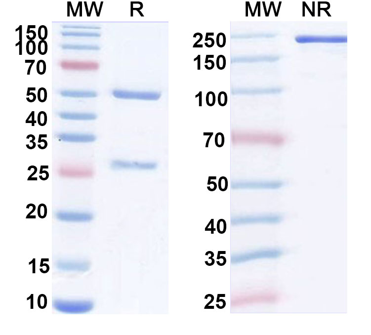 SDS-PAGE for InVivoMAb Anti-Hantaan virus Glycoprotein C/Gc Broad-Neutralizing Antibody (ABV0252)