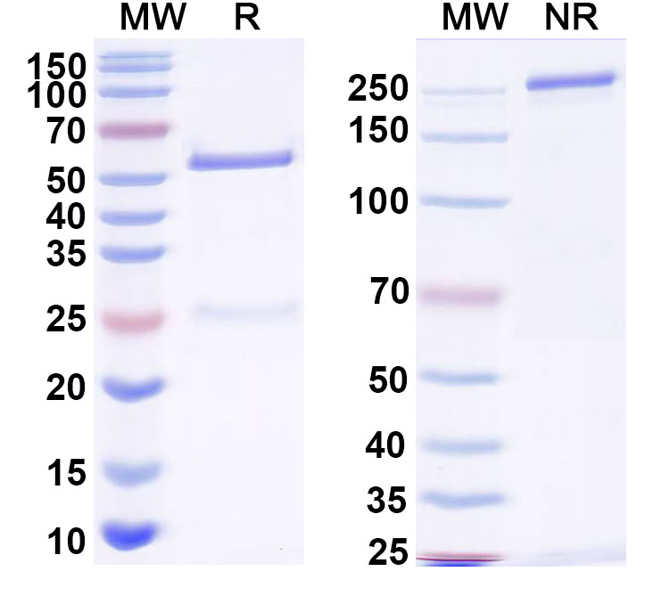 SDS-PAGE for InVivoMAb Anti-HBV-A S/L-HBsAg/L glycoprotein Antibody (Iv0152)