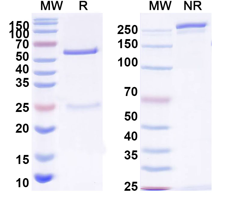 SDS-PAGE for InVivoMAb Anti-HBV-A S/L-HBsAg/L glycoprotein Antibody (Iv0153)
