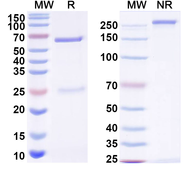 SDS-PAGE for InVivoMAb Anti-HBV-A S/L-HBsAg/L glycoprotein Antibody (Iv0154)