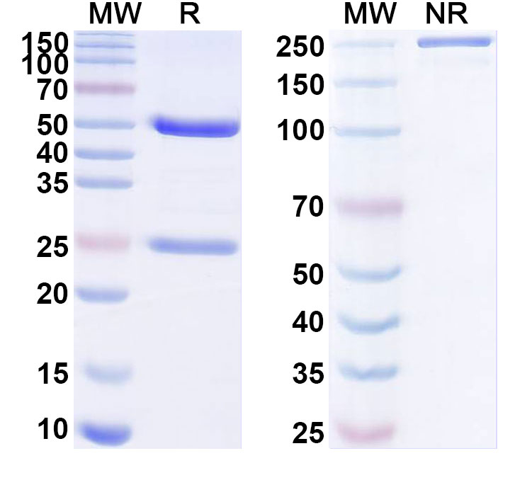 SDS-PAGE for InVivoMAb Anti-HCMV/HHV5 gB Neutralizing Antibody (Ab3-25)