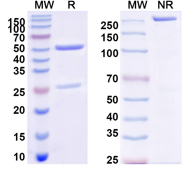 SDS-PAGE for InVivoMAb Anti-HCMV/HHV5 gH/UL75 Antibody (Iv0180)
