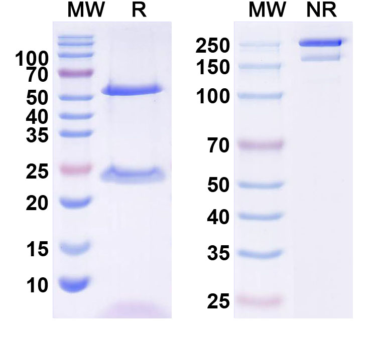 SDS-PAGE for InVivoMAb Anti-HCV E1 & E2 Complex Antibody (AR4A)