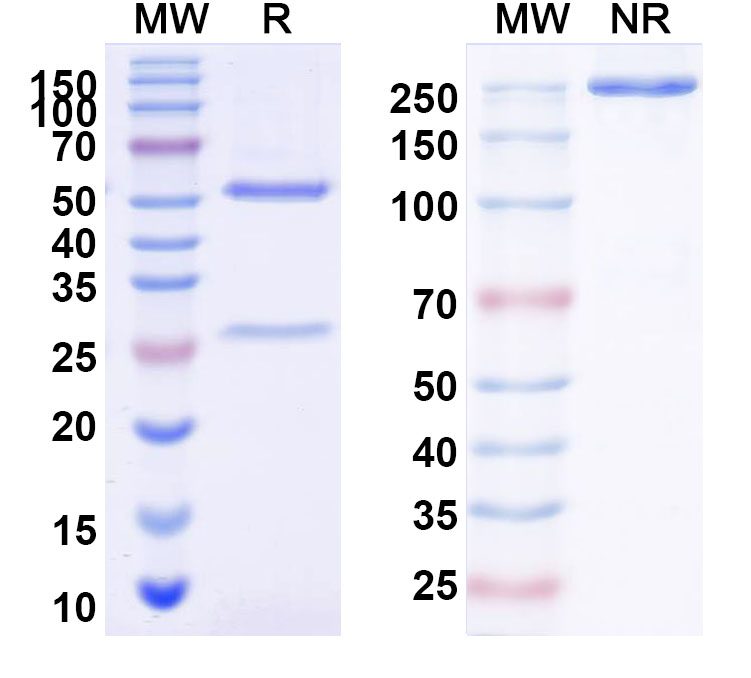 SDS-PAGE for InVivoMAb Anti-HeV/NiV Glycoprotein G Antibody (HENV-117)