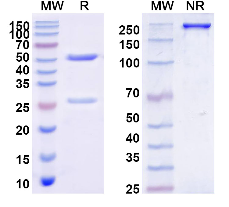 SDS-PAGE for InVivoMAb Anti-HIV-1 gp140/Env Trimer Broadly Neutralizing Antibody (Iv0111)