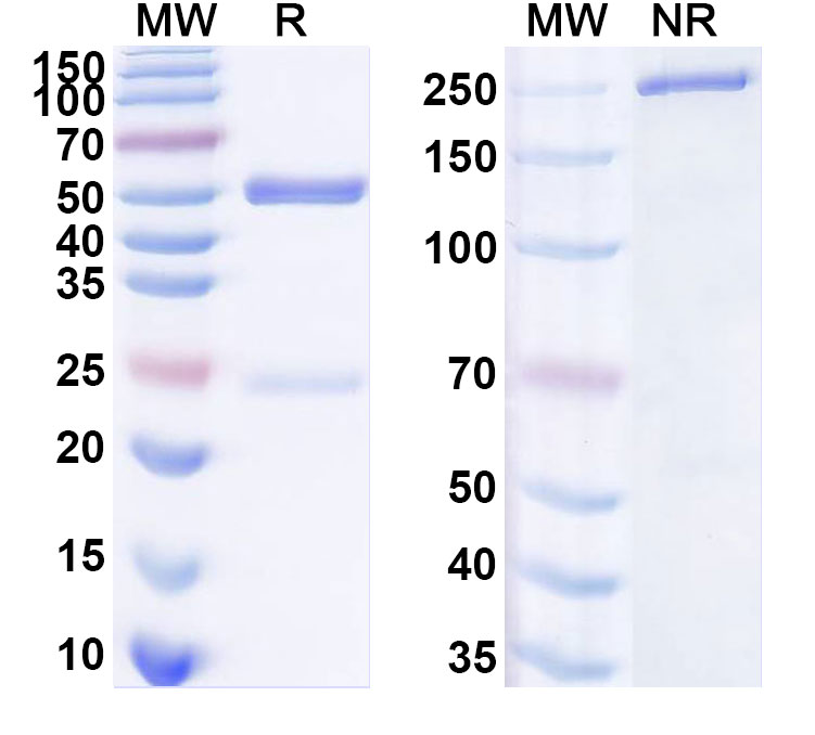 SDS-PAGE for InVivoMAb Anti-HIV1 env/Env polyprotein Antibody (CH59)