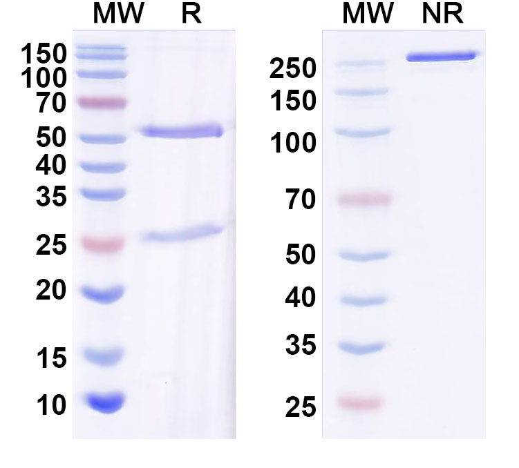 SDS-PAGE for InVivoMAb Anti-HIV1 gp120/Glycoprotein 120 (Iv0038)