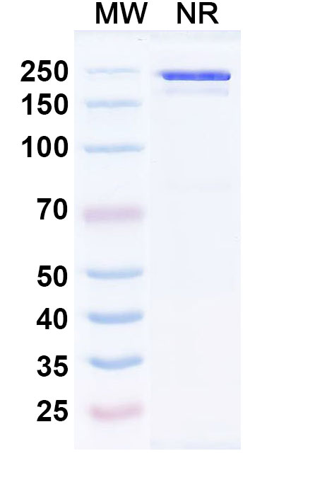 SDS-PAGE for InVivoMAb Anti-hMPV Pre-F Antibody (MPV458)