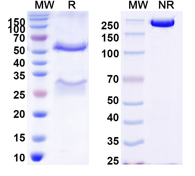 SDS-PAGE for InVivoMAb Anti-HPV16 L2/Minor capsid protein L2 (Iv0014)