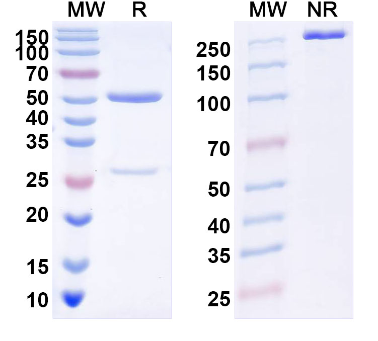 SDS-PAGE for InVivoMAb Anti-HPV59 L1/Major capsid protein L1 (Iv0006)