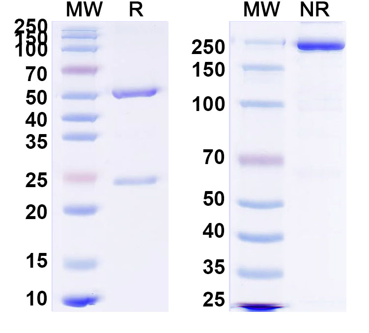 SDS-PAGE for InVivoMAb Anti-HRSV F/F protein Antibody (17E10. T)