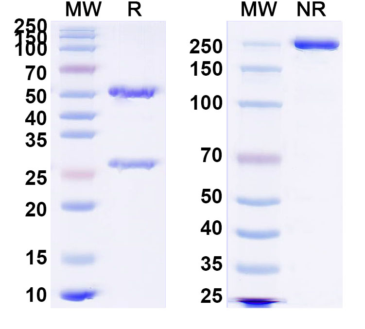 SDS-PAGE for InVivoMAb Anti-HRSV F/F protein Antibody (AM16)