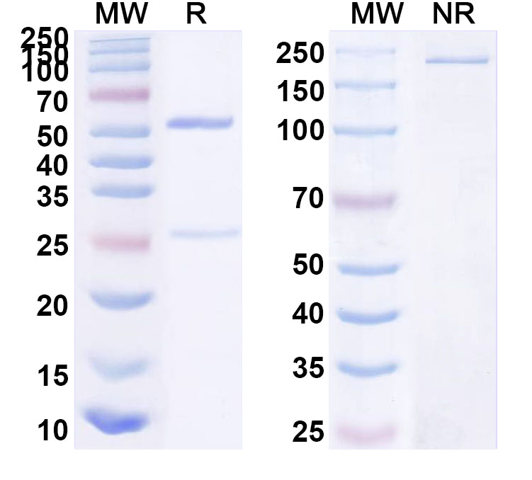 SDS-PAGE for InVivoMAb Anti-HSV1/HHV1 gD/Envelope glycoprotein D (Fd138-80)
