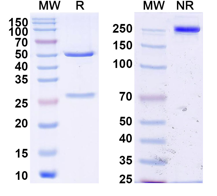 SDS-PAGE for InVivoMAb Anti-HSV1/HHV1 gD/Envelope glycoprotein D (Iv0045)