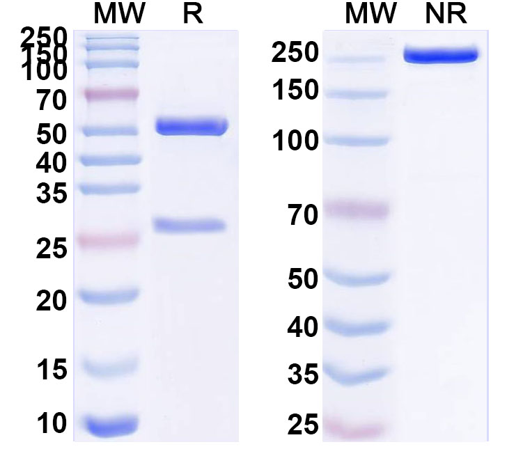 SDS-PAGE for InVivoMAb Anti-Human ACE2 Antibody (05B04)