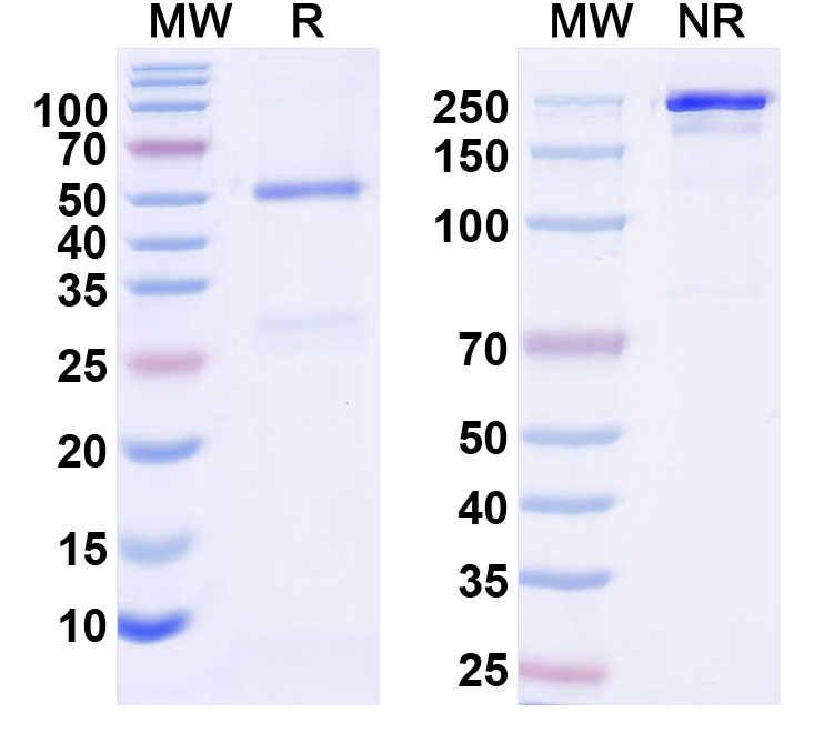 SDS-PAGE for InVivoMAb Anti-Human ADM Antibody (Iv0159)