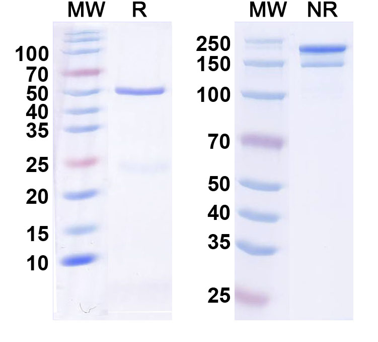 SDS-PAGE for InVivoMAb Anti-Human ANGPTL3 Antibody (Iv0160)