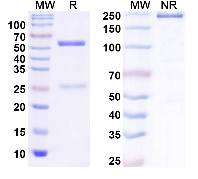 SDS-PAGE for InVivoMAb Anti-Human APCS Antibody (Iv0161)