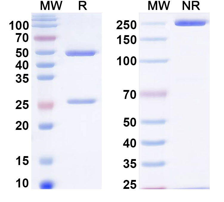 SDS-PAGE for InVivoMAb Anti-Human BAG3 Antibody (Iv0117)