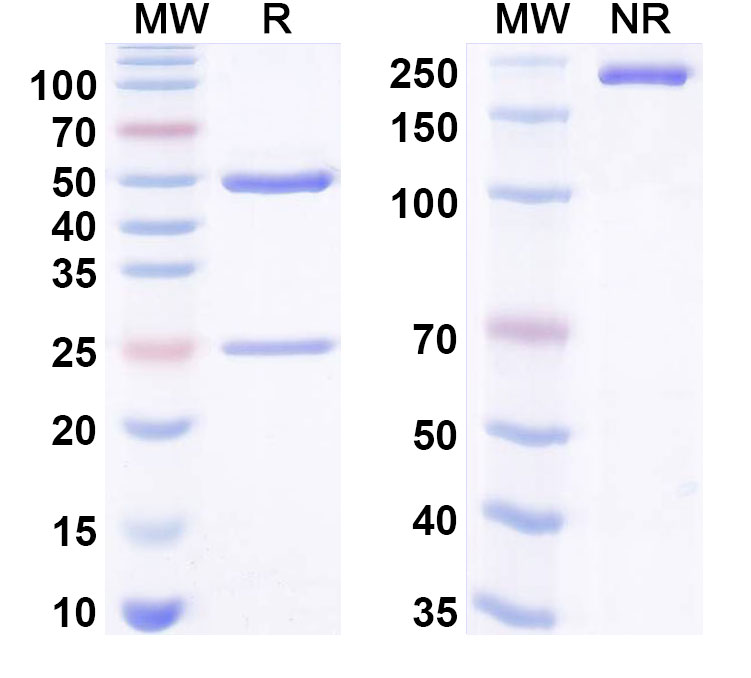 SDS-PAGE for InVivoMAb Anti-Human BDNF (Iv0093)