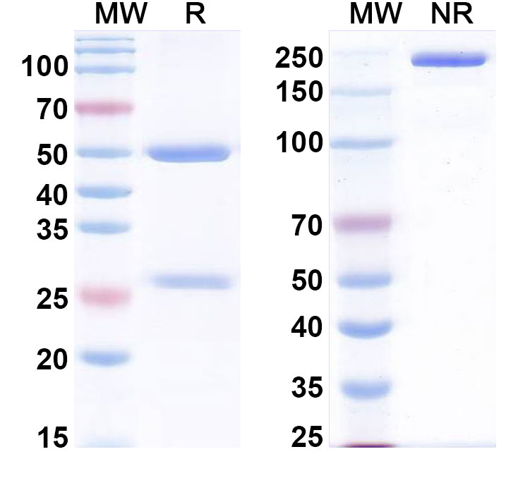 SDS-PAGE for InVivoMAb Anti-Human BMP6 (Iv0059)