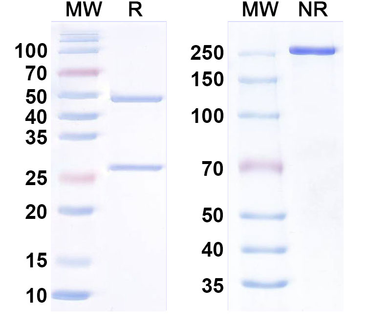 SDS-PAGE for InVivoMAb Anti-Human BTN3A1 Antibody (20.1)