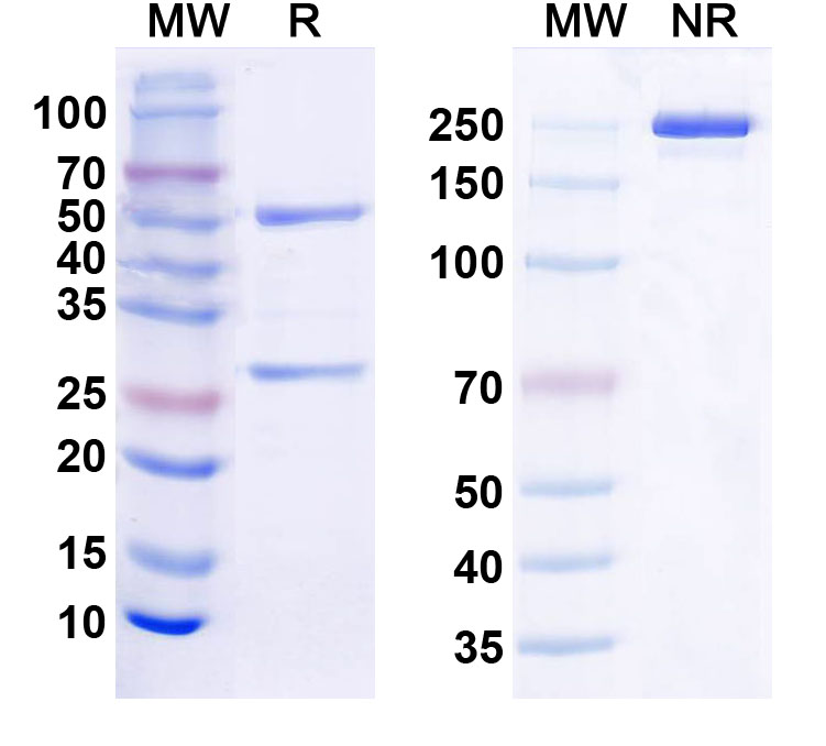 SDS-PAGE for InVivoMAb Anti-Human CCL2/MCP-1 (Iv0077)