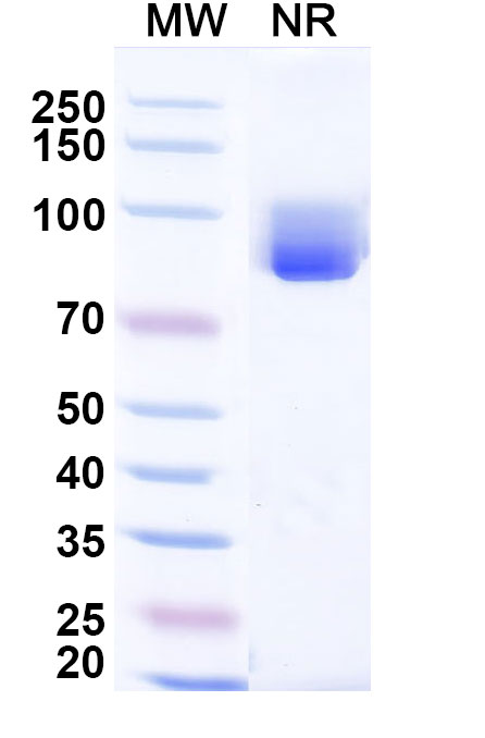 SDS-PAGE for InVivoMAb Anti-Human CCL3/MIP-1-alpha (Iv0078)