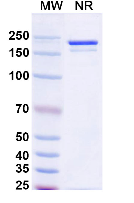 SDS-PAGE for InVivoMAb Anti-Human CD115/CSF1R Antibody (H27K15)