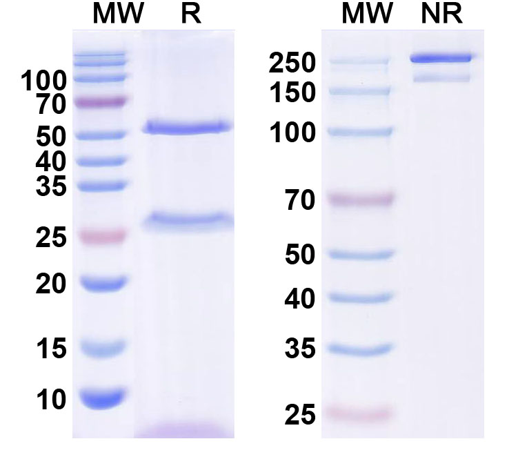 SDS-PAGE for InVivoMAb Anti-Human CD122/IL2RB Antibody (Iv0106)