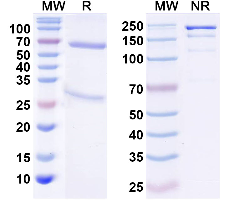 SDS-PAGE for InVivoMAb Anti-Human CD137/TNFRSF9/4-1BB Antibody (Iv0138)
