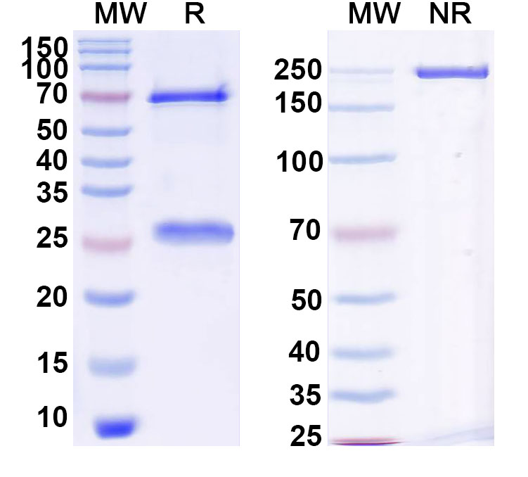SDS-PAGE for InVivoMAb Anti-Human CD16a/FCGR3A Antibody (LNK16)
