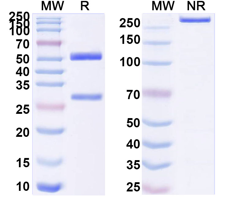SDS-PAGE for InVivoMAb Anti-Human CD283/TLR3 Antibody (Iv0179)