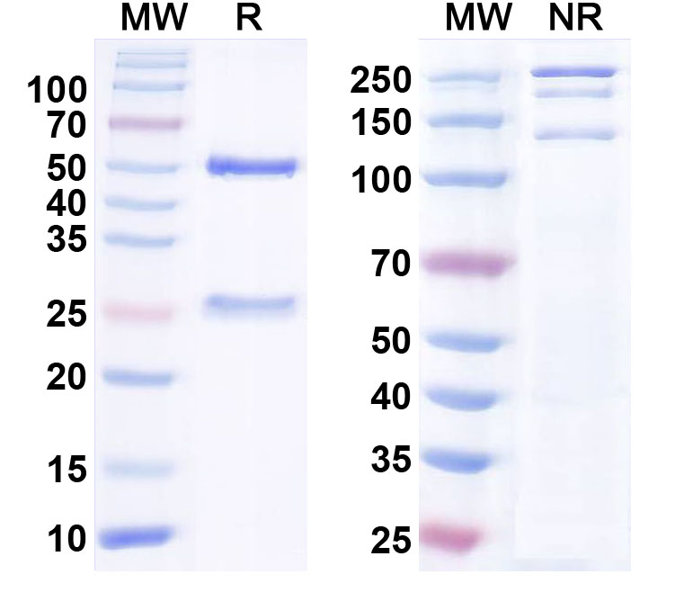 SDS-PAGE for InVivoMAb Anti-Human CD3E Antibody (38E4#)