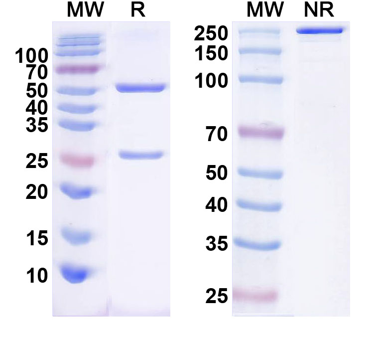 SDS-PAGE for InVivoMAb Anti-Human CD40/TNFRSF5 Antibody (Iv0136)