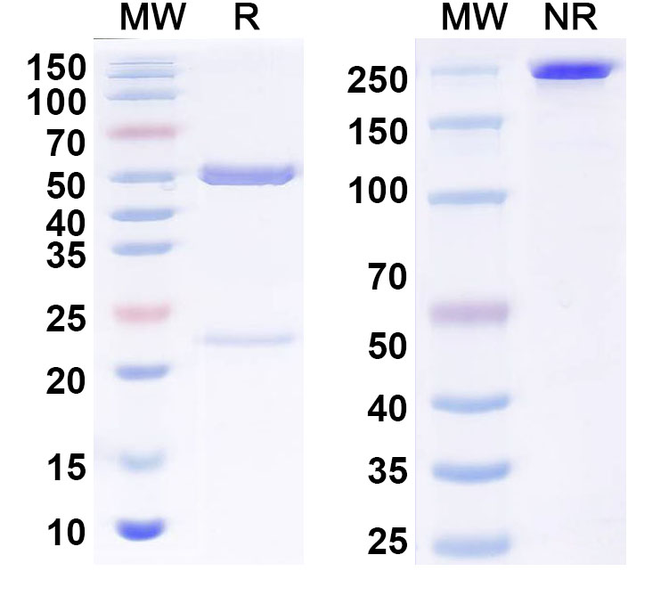 SDS-PAGE for InVivoMAb Anti-Human CD73/NT5E Antibody (TB38)